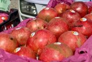 انار کندهار در مسیر جهانی شدن؛ آغاز صادرات رسمی به روسیه