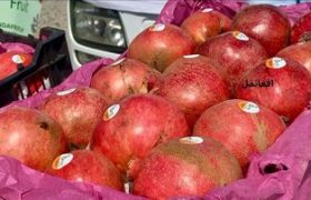 انار کندهار در مسیر جهانی شدن؛ آغاز صادرات رسمی به روسیه