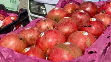 انار کندهار در مسیر جهانی شدن؛ آغاز صادرات رسمی به روسیه