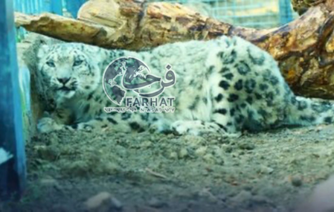 مهاجرت اجباری پلنگ برفی از واخان به کابل