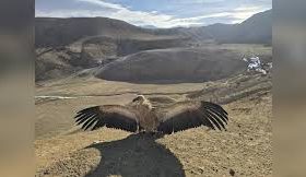 بازگشت ۴۱ پرنده نادر به طبیعت؛ تأکید آگاهان بر نقش حیاتی پرندگان در اکوسیستم