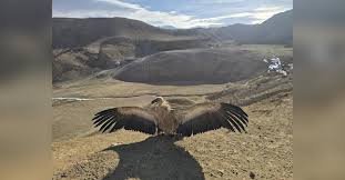 بازگشت ۴۱ پرنده نادر به طبیعت؛ تأکید آگاهان بر نقش حیاتی پرندگان در اکوسیستم