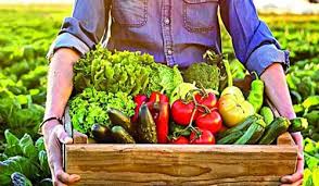 باغداری؛ ستون معیشت پایدار برای خانواده ‌های روستایی افغانستان