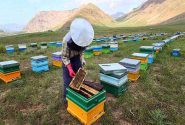 پرورش زنبور عسل، منبع درآمد و روبه رشد در افغانستان