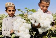 پنبه؛ بدیل مؤثر کشت کوکنار و محصول صادراتی افغانستان