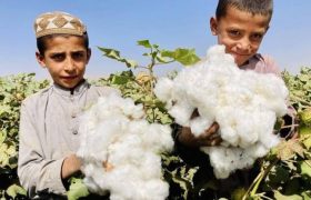 پنبه؛ بدیل مؤثر کشت کوکنار و محصول صادراتی افغانستان