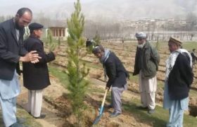 فرهنگ نهال شانی؛ گامی مؤثر برای فردایی سبز و محیط زیستی سالم تر