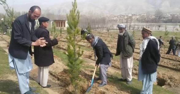 فرهنگ نهال شانی؛ گامی مؤثر برای فردایی سبز و محیط زیستی سالم تر