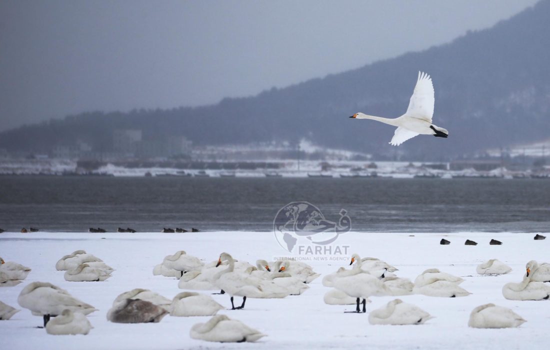 پرندگان مهاجر و نقش آن‌ها در حفظ توازن طبیعی محیط زیست در افغانستان