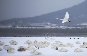تأکید ریاست محیط زیست میدان وردگ بر حفاظت از پرندگان مهاجر بر اساس حکم (۶۰۳۸) رئیس‌الوزرا