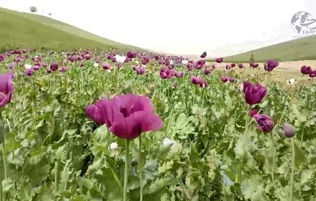 آغاز تخریب کشت کوکنار در تخار؛ پاکسازی ۲ هزار جریب زمین و دستگیری قاچاقبران