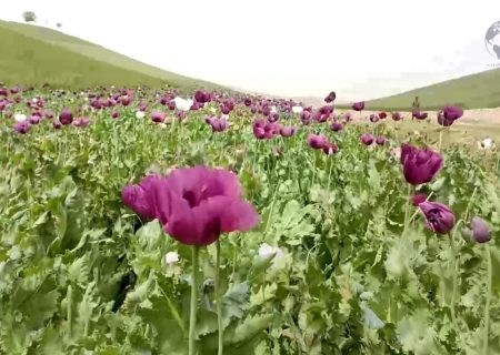 آغاز تخریب کشت کوکنار در تخار؛ پاکسازی ۲ هزار جریب زمین و دستگیری قاچاقبران